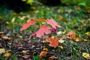 Фото з сайту meteoprog.ua