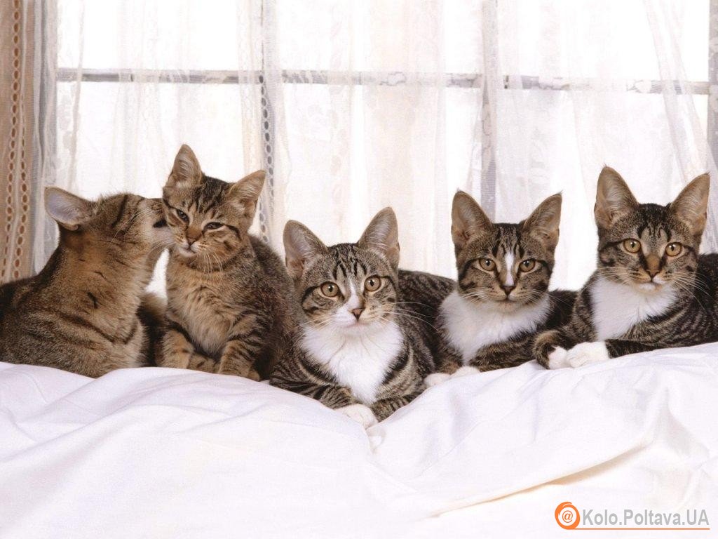 Кішка за своє життя може мати більше 100 кошенят. Фото www.sunhome.ru