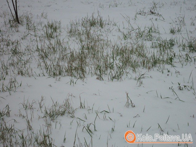 Погода у Полтаві 18 січня. фото Надії Кучер