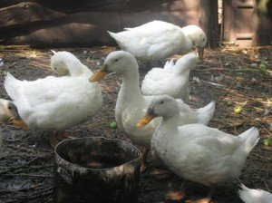 На Полтавщині активізувались крадії домашньої птиці: в селянина сусід поцупив качок