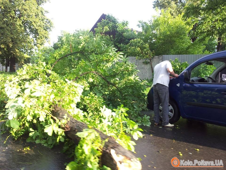 У Полтаві негода повалила дерево на дорогу і створила затор (фото)