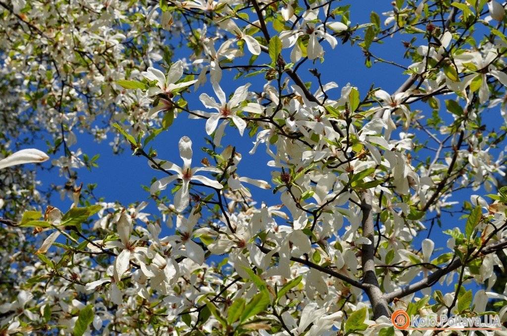 У корпусному саду у Полтавы заквітла декоративна вишня (ФОТО)