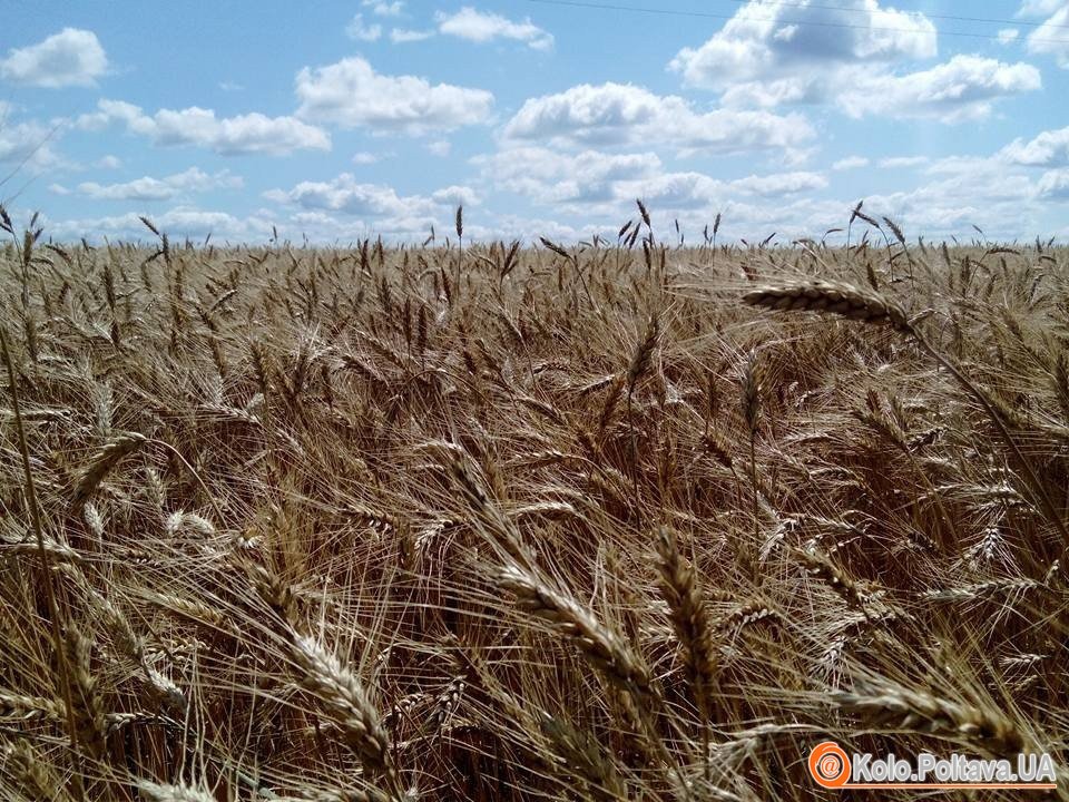 На Полтавщині намолотили півмільйона тонн зернових