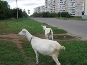 Фото: МНС: допомагати потрібно не тільки людям, але і …козам