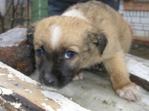 У понеділок у Полтаві відбудеться всеукраїнська акція «Пробач мене чотирилапий друже».