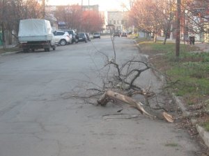 Фото: У Полтаві сухі гілки зрізають. Прибирають їх не завжди