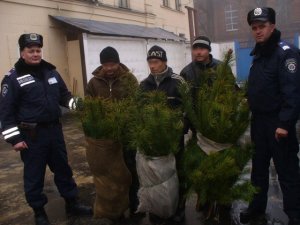 Фото: У Полтаві міліція затримала продавців нелегальних ялинок