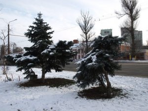 Фото: Полтавці вирубують ялинки навіть у центрі міста, біля будівель прокуратури та міліції