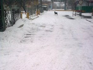 Фото: Полтавські собаки пильно стережуть територію підприємств