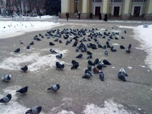 У Полтаві голуби "мітингують" біля театру