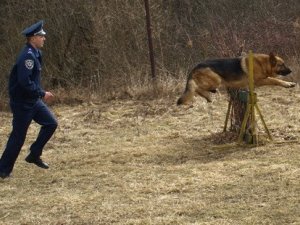 Фото: У Полтаві до Євро-2012 службових собак спеціально тренують шукати наркотики та терористів