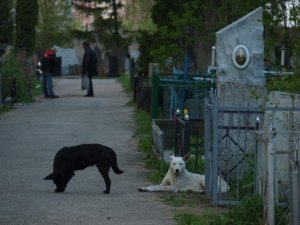 Фото: У Полтаві пройшли поминальні дні