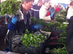 Фото: За скільки полтавські дачники та городники можуть придбати розсаду