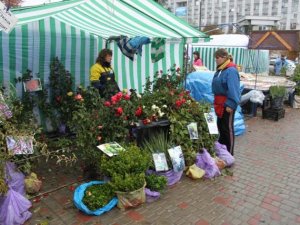 Фото: Центральними вулицями Полтави ходять люди із саджанцями в руках