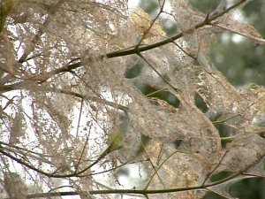 Фото: Небезпечний американський білий метелик загрожує Кременчуку, але не Полтаві