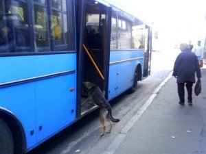 Фото: У Полтаві пес хотів проїхатись в громадському транспорті