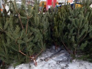 Цього року полтавцям доведеться більше платити за ялинки