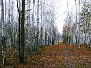 Фото: У Полтаві сьогодні сонце