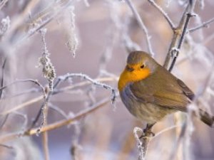 Фото: У Полтаві сьогодні сніг