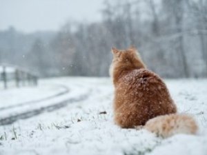 Фото: Чим холодніша остання неділя лютого, тим теплішим буде березень