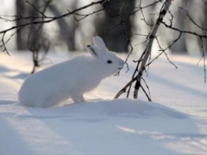 Фото: Чого чекати, якщо сьогодні побачите в лісі білого зайця