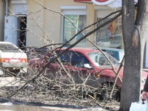 Фото: У Полтаві у центрі міста суха гілка ледь не впала на людину