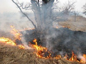 Фото: Полтава лідирує в області по кількості пожеж через спалювання сухої трави