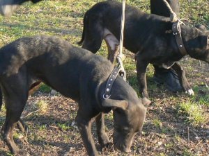 Фото: Стеля полтавки псується від сечі собак її сусіда: продовження