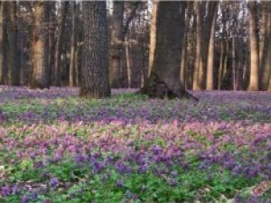 Фото: Погода в Полтаві 16 квітня