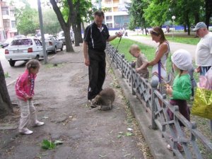 У Полтаві центром розгулює єнот з Канади