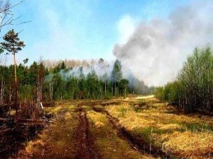 Фото: Під Полтавою горів ліс