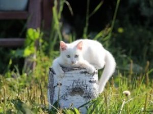 Фото: Погода в Полтаві 28 червня