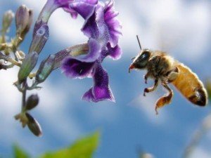 Фото: Сьогодні слід спостерігати за бджолами