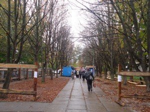 Фото: Полтавський міськвиконком: дерев каштанової алеї на Половках не зрубуватимуть