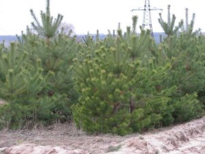 Лісівники розповіли, звідки до полтавців потрапляють новорічні ялинки (+ фото)