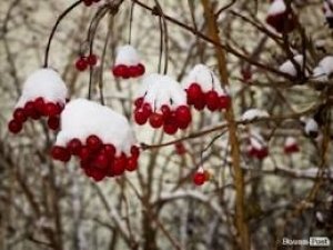 Фото: На Різдво у місті синоптики прогнозують невеликий сніг