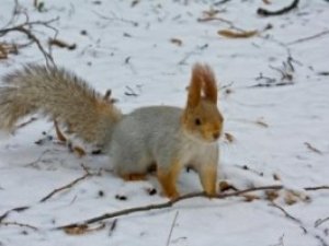 Фото: Полтавські синоптики розповіли про погоду в лютому