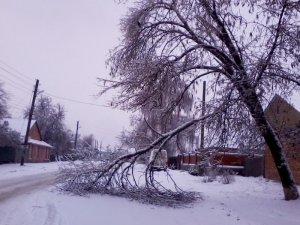 Фото: У Полтаві позбуватимуться аварійних дерев і вимикатимуть світло: графік