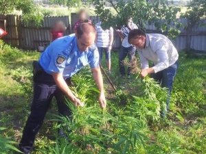 Фото: Під Полтавою у дворі пенсіонерки виявили плантацію коноплі