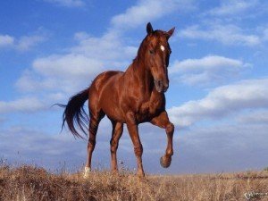 Фото: На Євдокима предки заговорювали борону