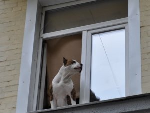 Фото: Полтавці у вишиванках заспівали гімн біля Шевченка та білої альтанки. Фоторепортаж