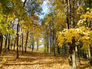 Фото: Сьогоднішній день вважається початком золотої осені