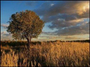 Фото: За народними прикметами, у Фомин день чекай на град або снігову порошу