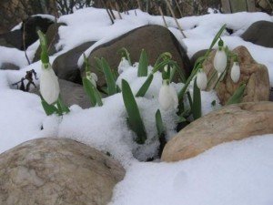 Фото: Аномальна зима: полтавці будуть без фруктів, але з пшеницею