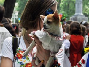 На полтавському Мегамарші навіть собаки були у вишиванках