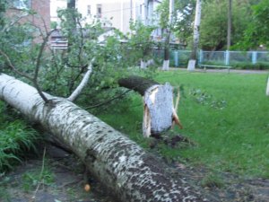 Від буревію у Полтаві падали дерева та обривались дроти (фото)