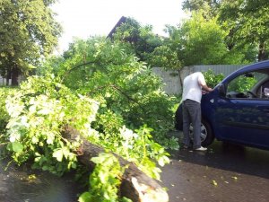 Фото: У Полтаві негода повалила дерево на дорогу і створила затор (фото)