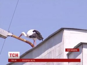 Фото: Під час прощання з Бабаєвим над майданом пролетів лелека