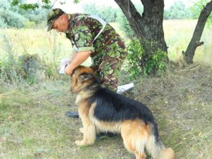 У полтавській колонії визначили кращого кінолога та його чотирилапого напарника