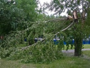 Фото: У Кременчуці гілки дерев травмували людей